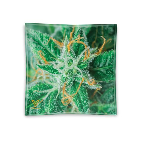 V-Syndicate Glass Ashtray AK 47 - Tempered Glass